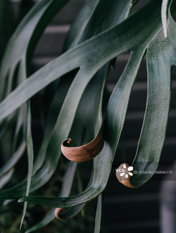 具有优美卷曲叶片的独特鹿角蕨图片素材