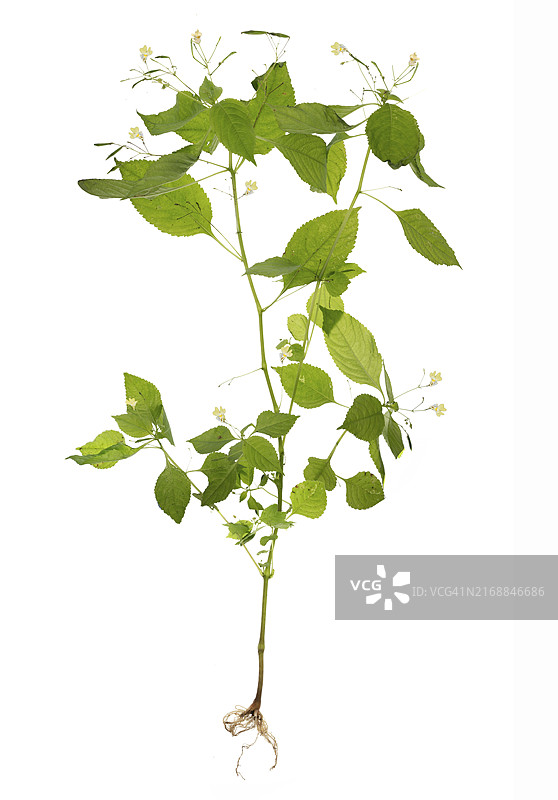 德国巴伐利亚的碎米荠图片素材