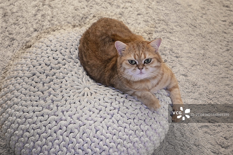 猫咪躺在枕头上，位于德国锡根图片素材