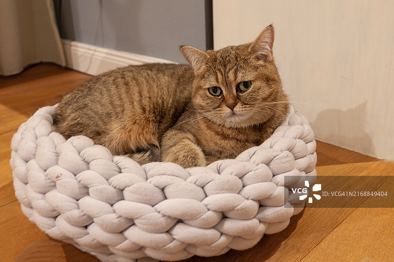 德国锡根：篮子里的猫咪图片素材