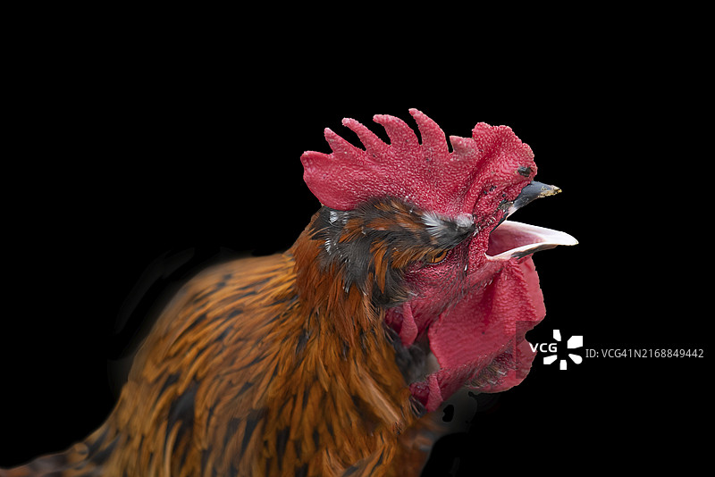 黑背景下的啼叫公鸡（家鸡），德国巴伐利亚州，欧洲图片素材