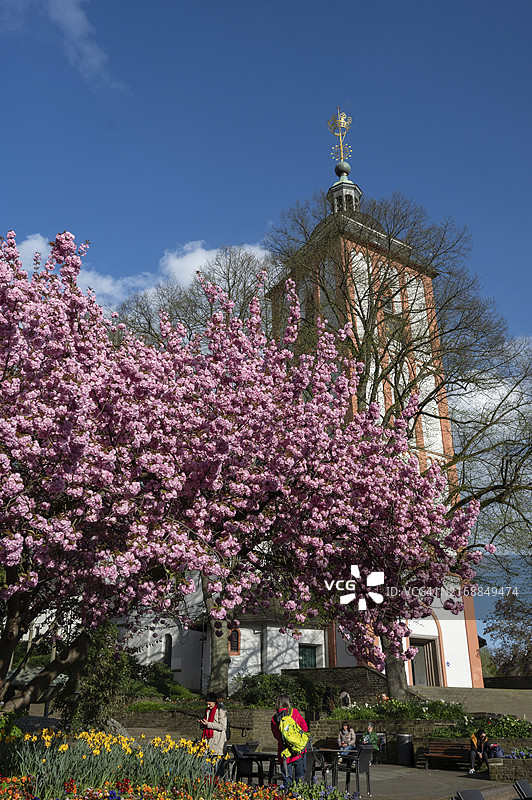盛开的日本观赏樱花，背景是德国锡根的圣尼古拉教堂图片素材