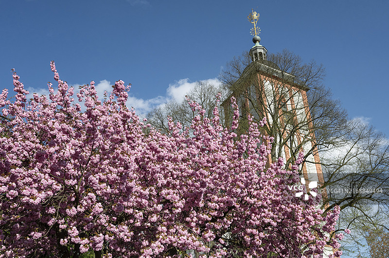 盛开的日本观赏樱花，背景是德国锡根的圣尼古拉教堂图片素材
