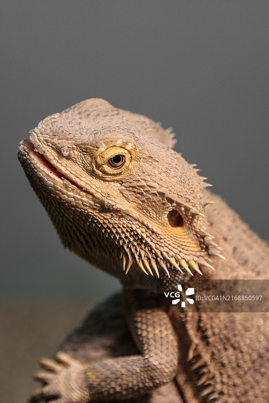黑背景下鬃狮蜥的特写，日本图片素材