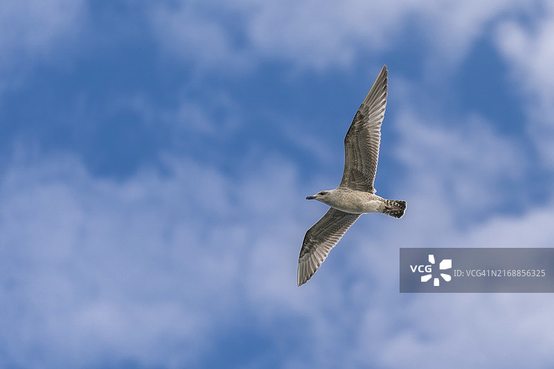 海鸥翱翔于晴朗蓝天，几朵白云点缀图片素材