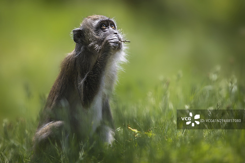 啃咬小树枝图片素材