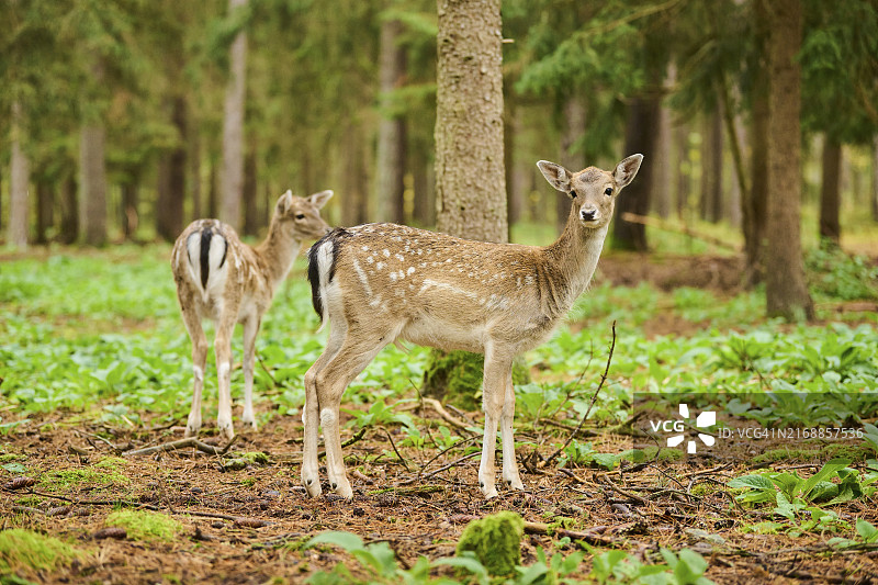 欧洲黇鹿，母鹿和小鹿站在巴伐利亚的森林里，德国图片素材