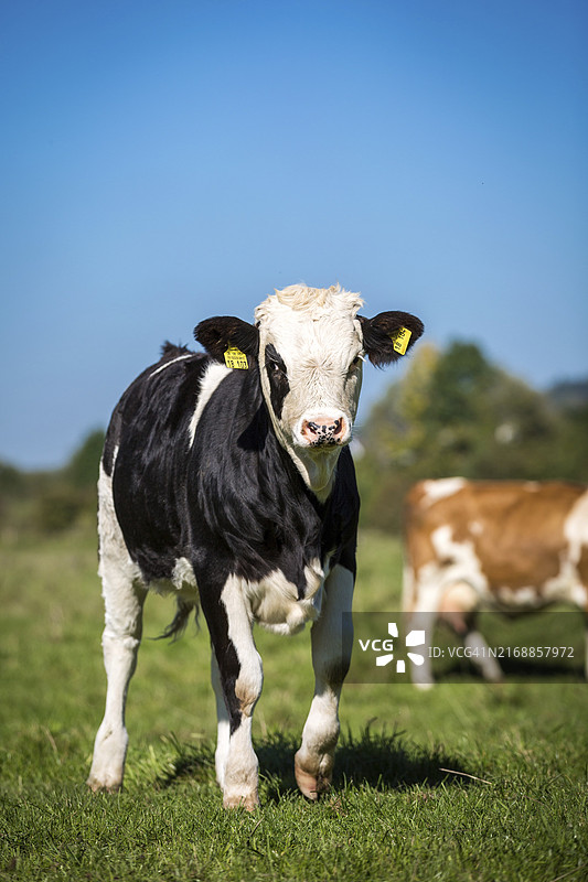 牧场上的黑白斑点小牛图片素材