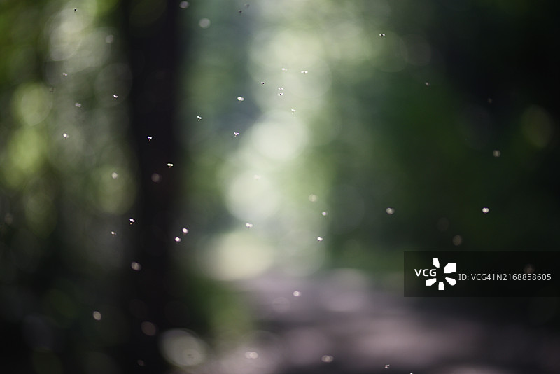 跳舞的蚊子图片素材