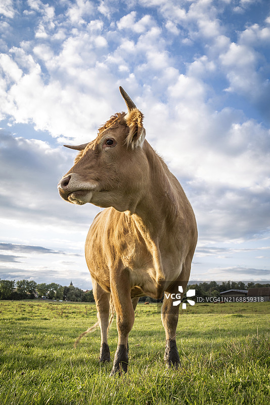 一头棕色奶牛站在牧场上，侧身看向画外图片素材