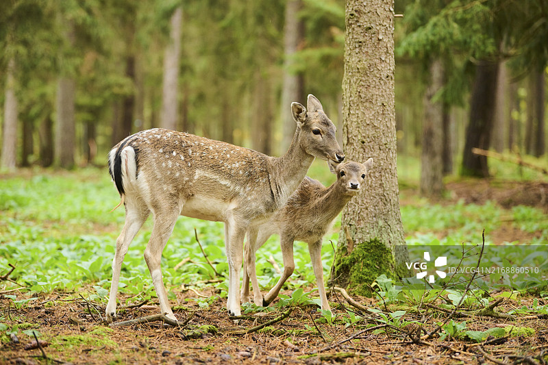 欧洲黇鹿，母鹿和小鹿站在巴伐利亚的森林里，德国图片素材