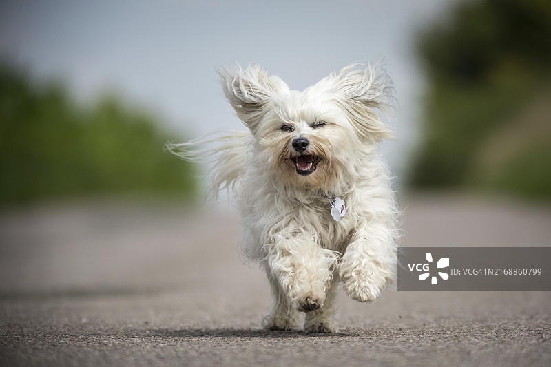 白色哈瓦那犬奔向摄影师，直视镜头图片素材