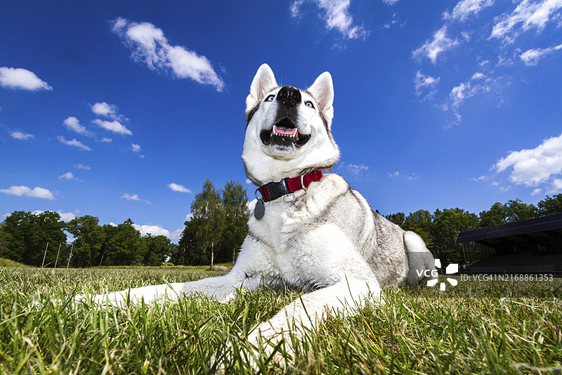 哈士奇在草地上远眺图片素材
