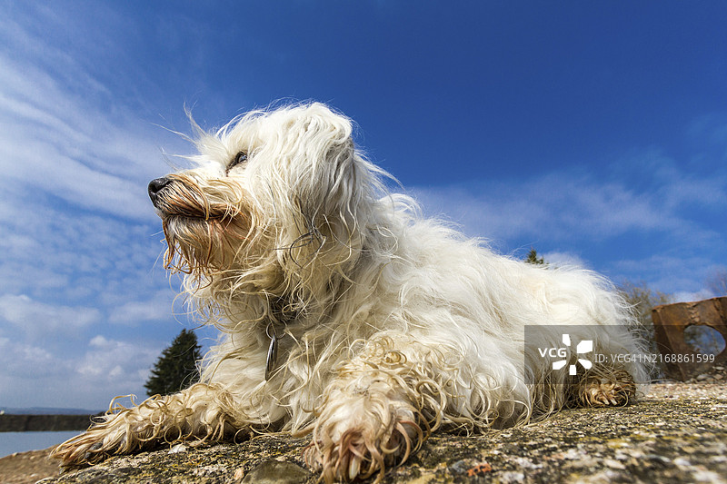 白色哈瓦那犬在石头上享受阳光图片素材