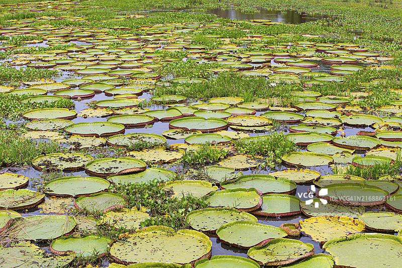 巨型王莲，巴西潘塔纳尔图片素材