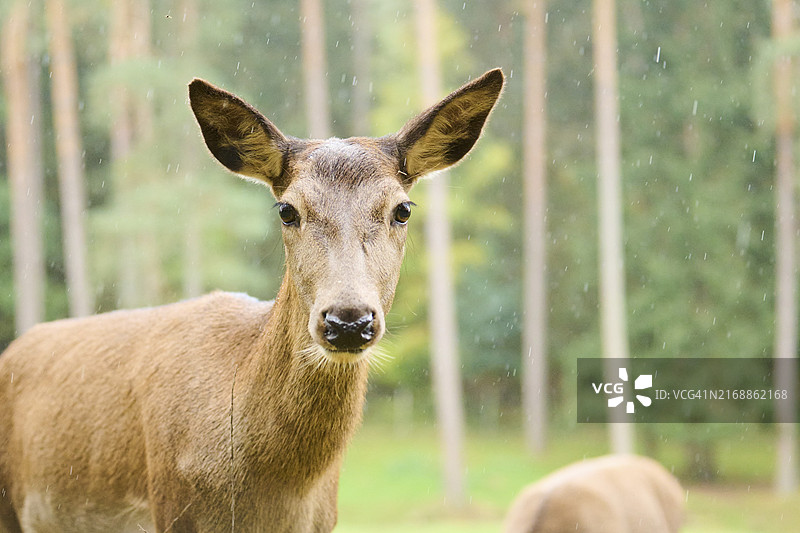 马鹿 портрет，德国巴伐利亚图片素材
