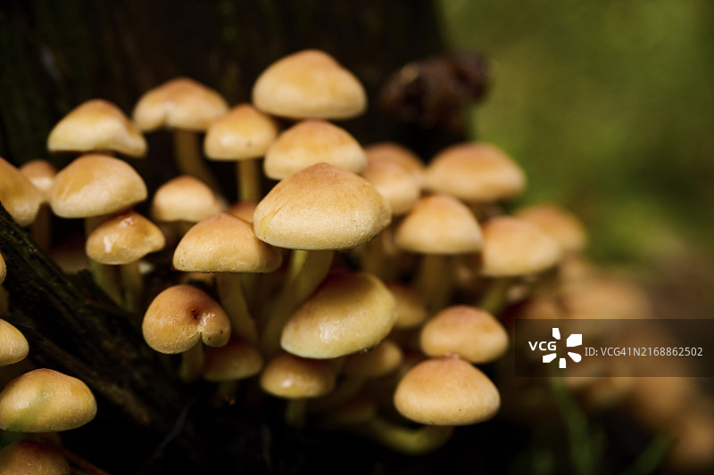 德国巴伐利亚森林老树干上的硫磺菌图片素材