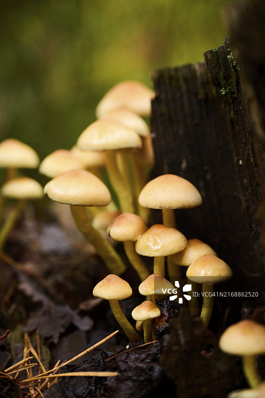 德国巴伐利亚森林老树干上的硫磺菌图片素材