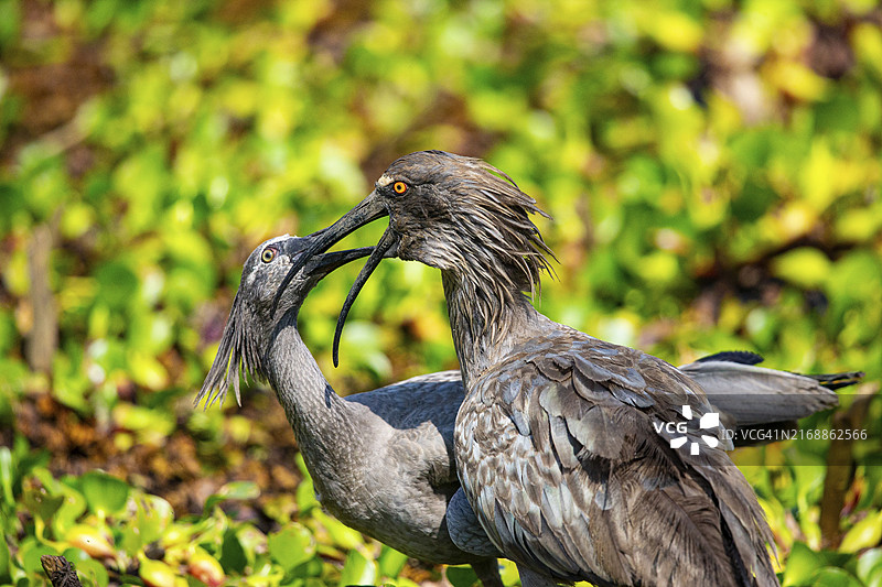 铅色䴉（巴西湿地）图片素材