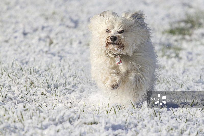 年轻的白色哈瓦那犬在雪地里奔跑，表情严肃图片素材