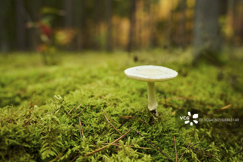 德国巴伐利亚森林中的大鞘菇图片素材