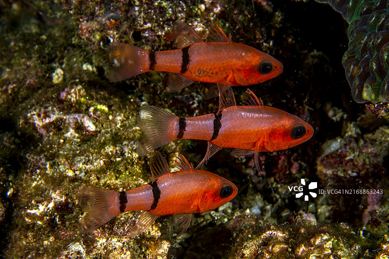 条纹天竺鲷图片素材