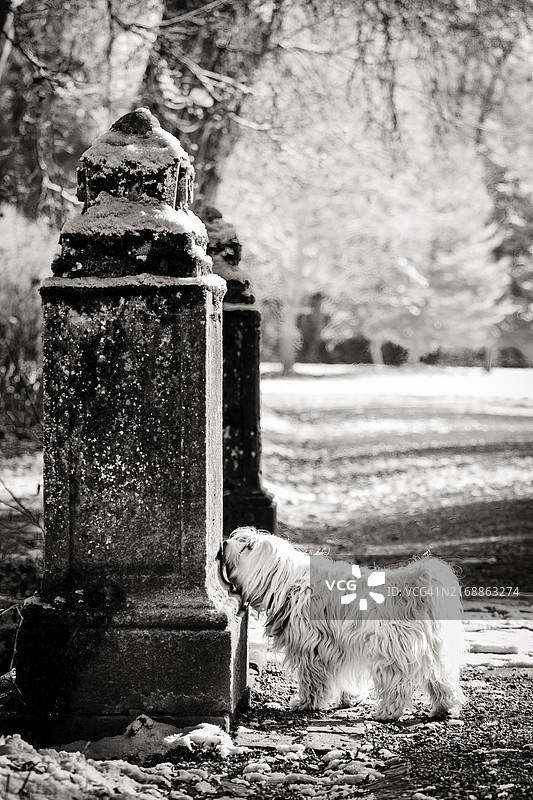 在多瑙埃兴根王子宫殿公园进行气味测试的米卡图片素材