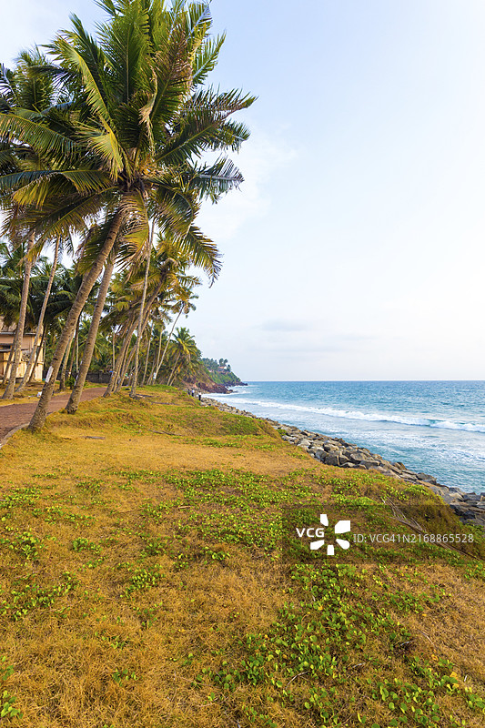 印度喀拉拉邦瓦卡拉海边草地上的棕榈树（竖版）图片素材