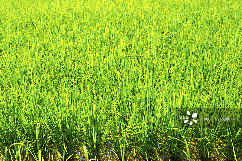 泥土背景下逆光水稻植株的绿色叶片图片素材