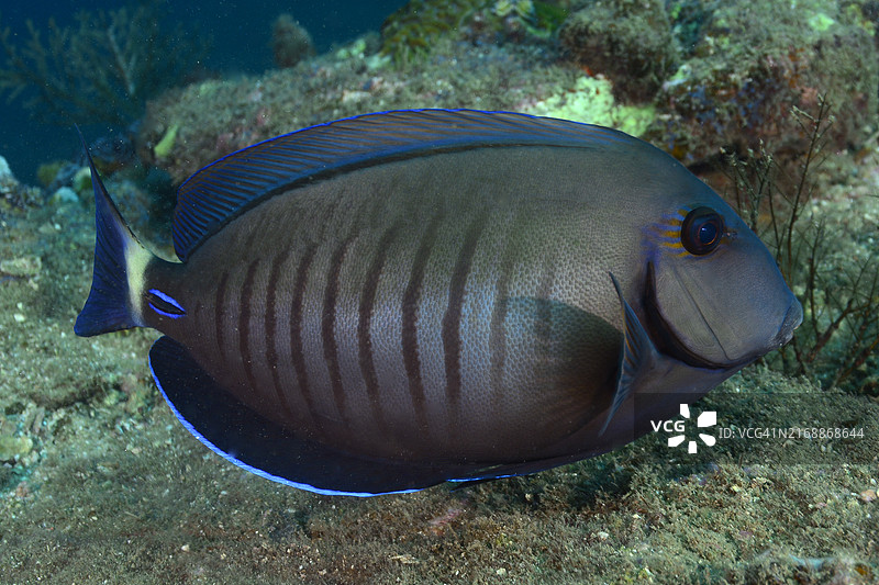 医生鱼图片素材