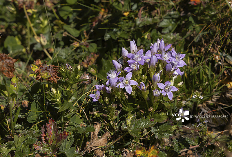 龙胆花簇图片素材