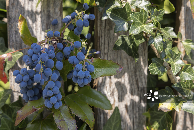 普通十大功劳，浆果，蓝色图片素材
