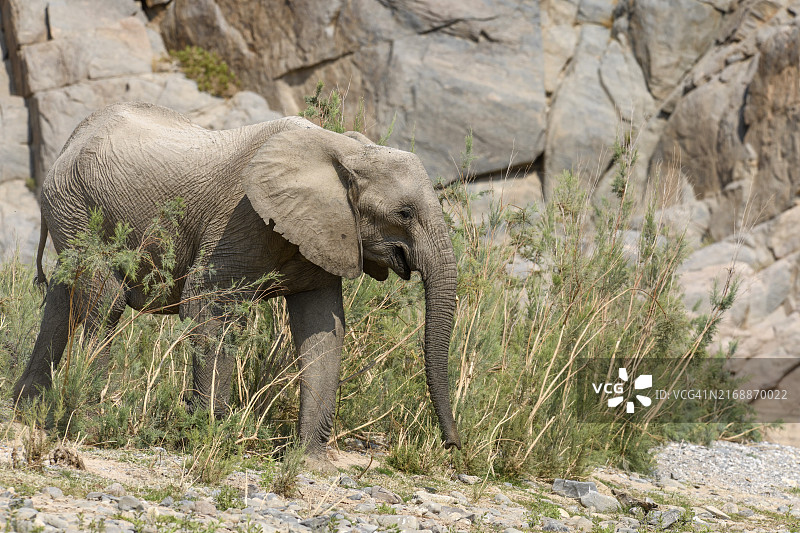 纳米比亚库内内地区 Hoarusib 河中的非洲沙漠象图片素材