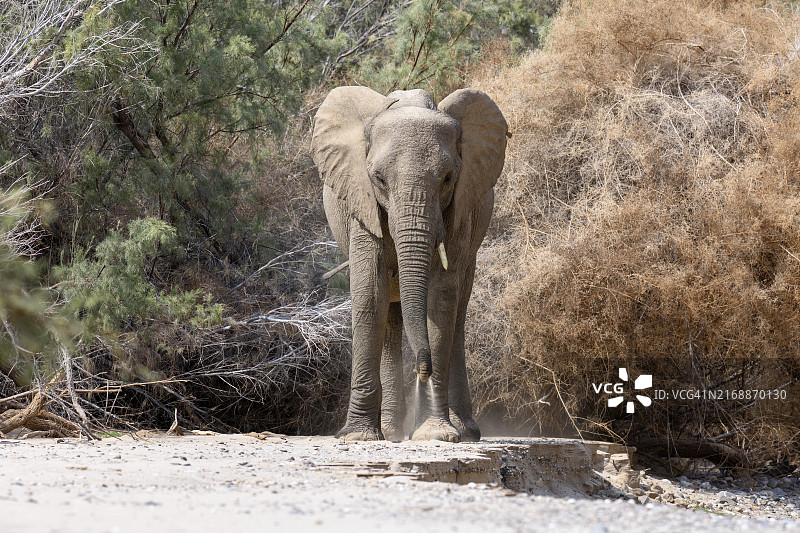 纳米比亚库内内地区 Hoarusib 河中的非洲沙漠象图片素材