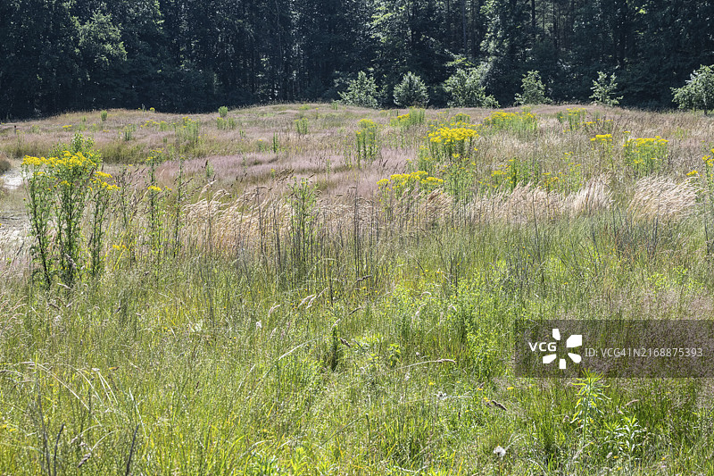 德国埃姆斯兰广阔的圣雅各布千里光草地图片素材