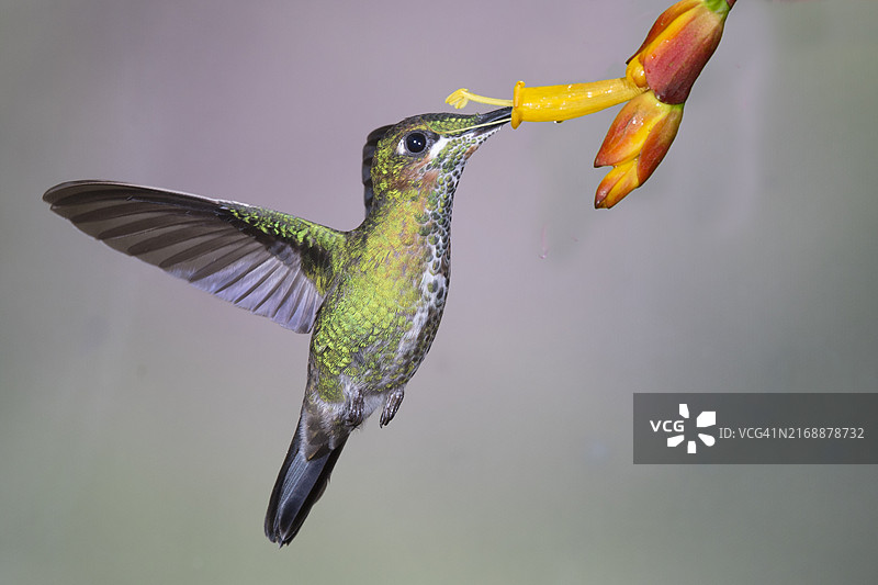 绿冠辉蜂鸟（雌性）在花上觅食图片素材