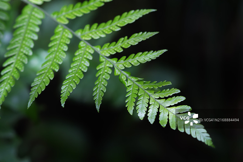 雨林中的深绿色蕨类叶子图片素材