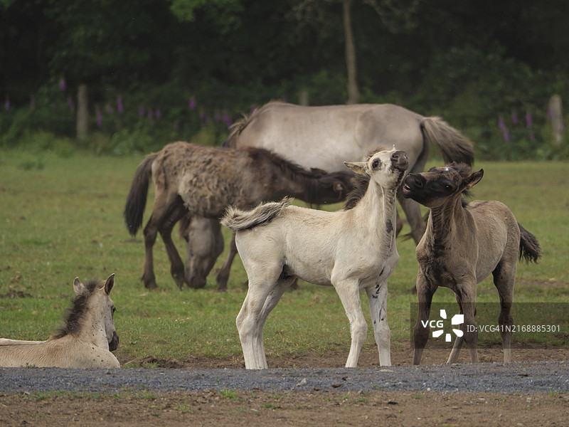 德国威斯特法伦迪尔门图片素材