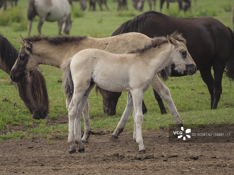 德国威斯特法伦迪尔门图片素材
