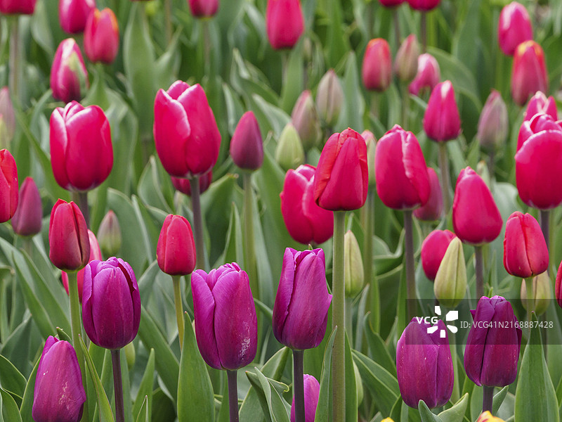 荷兰于尔克盛开的红色和紫色郁金香特写图片素材