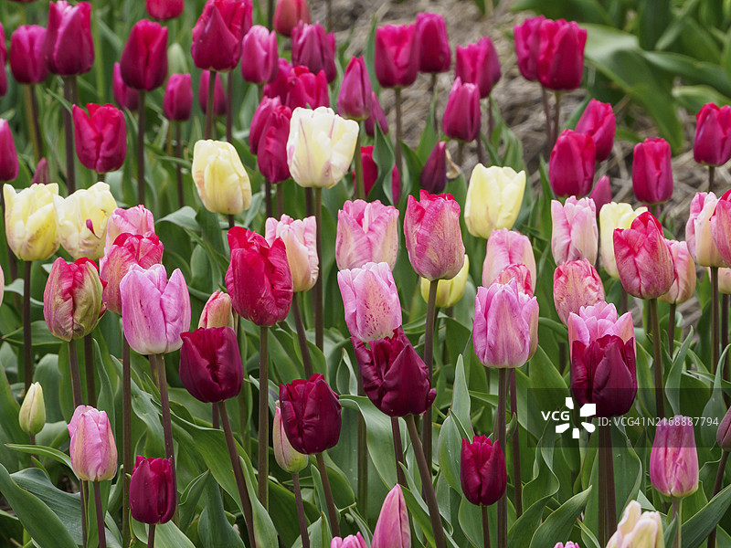 荷兰于尔克花园花坛中不同颜色的众多郁金香和绿叶图片素材