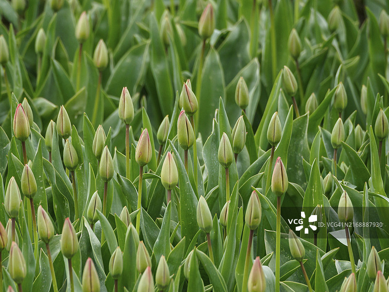 荷兰于尔克含苞待放的绿色郁金香花蕾图片素材