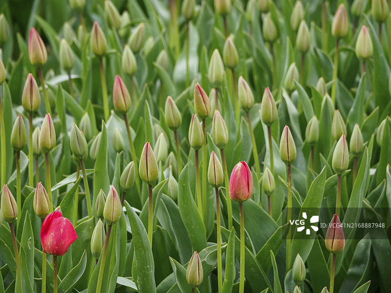 荷兰于尔克含苞待放的绿色郁金香蓓蕾和初绽的红色花朵特写图片素材