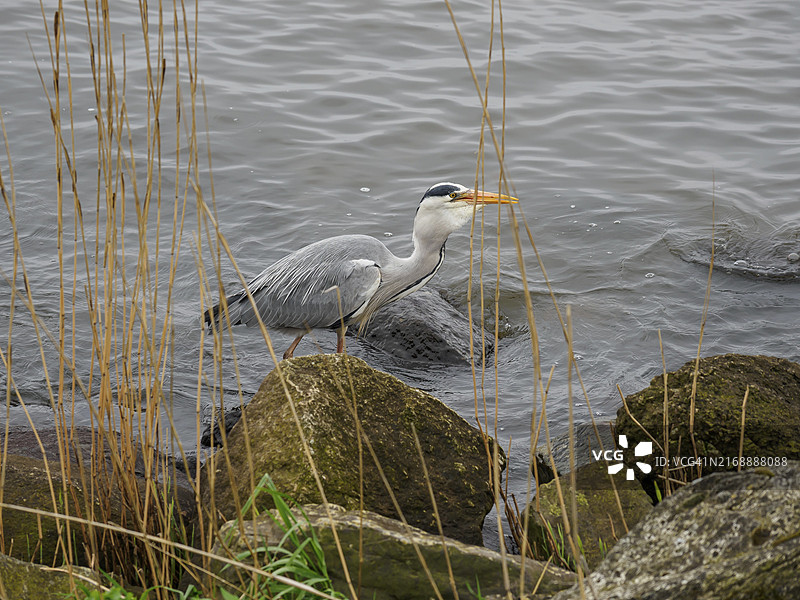 荷兰于尔克图片素材