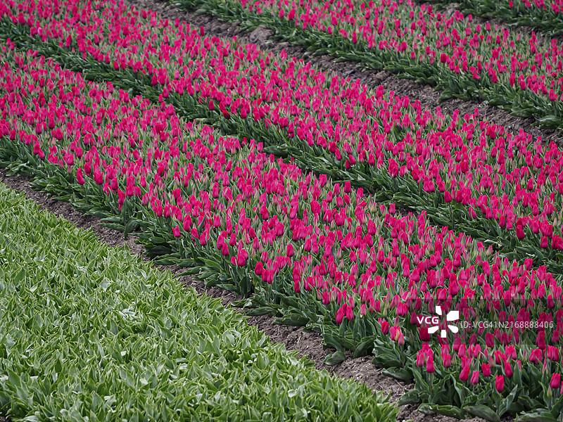 荷兰于尔克红色郁金香花田图片素材