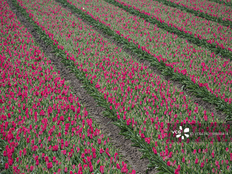 荷兰于尔克图片素材