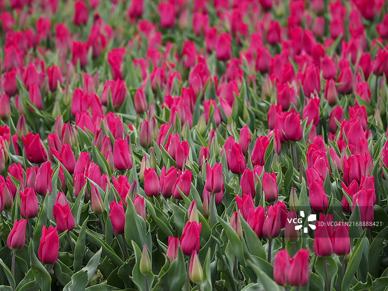 荷兰于尔克盛开的粉色郁金香花田图片素材