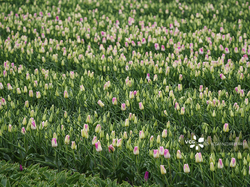 荷兰于尔克图片素材