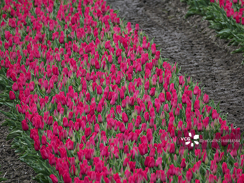 荷兰于尔克图片素材