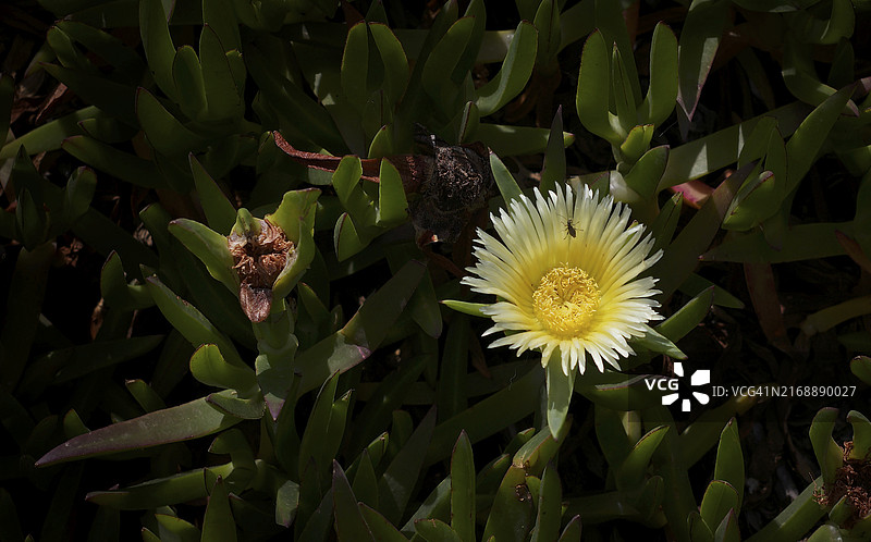 黄花矶松图片素材